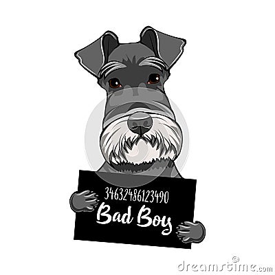 Schnauzer Dog bad boy. Arrest photo. Police placard. Dog criminal. Schnauzer prisoner. Vector. Vector Illustration