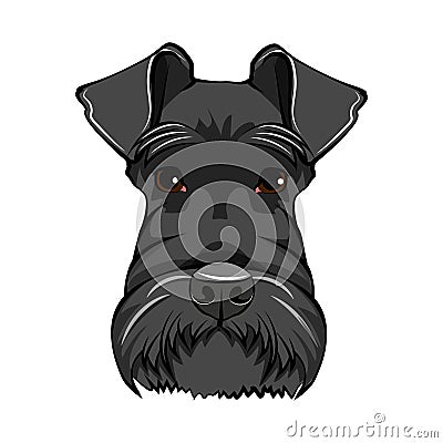 Schnauzer dog face. Schnauzer portrait. Dog head. Schnauzer dog breed. Vector. Vector Illustration