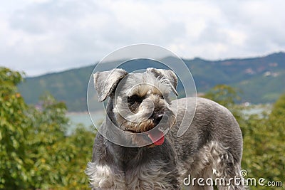 Schnauzer dog hot and looking attentively III Stock Photo