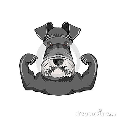 Schnauzer dog. Muscles. Strong dog. Schnauzer bodybuilder portrait. Vector. Vector Illustration