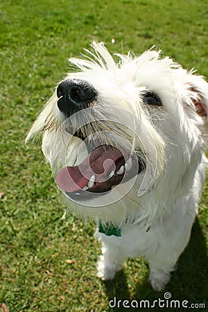 Schnauzer dog outdoor Stock Photo