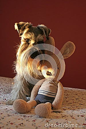 A Schnauzer dog with a toy Stock Photo