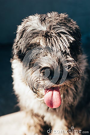 Schnauzer mittelschnauzer close up portrait on background Stock Photo