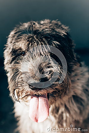 Schnauzer mittelschnauzer close up portrait on background Stock Photo