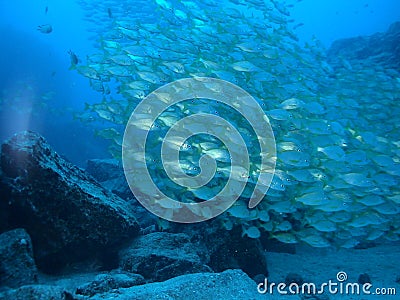 Schoal of Jacks in the deep blue sea Stock Photo