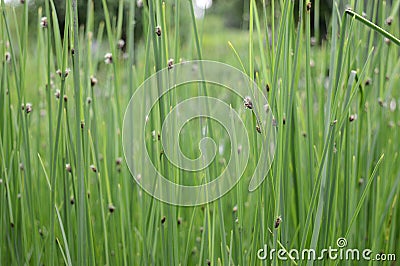 Schoenoplectus tabernaemontani with light green steams Stock Photo