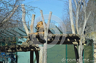 Schonbrunn Zoo Stock Photo