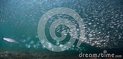 A school of baitfish under a pier in Florida. Stock Photo
