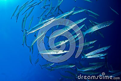 School of barracuda Stock Photo