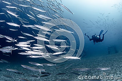 School of Barracuda fish with scuba diver in blue water Stock Photo