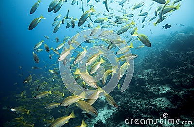 School of bigeye snapper Lutjanus lutjanus fish underwater Stock Photo