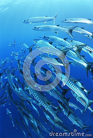 School of blackfin barracuda fish Stock Photo