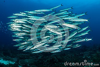 school of blackfin barracudas Stock Photo