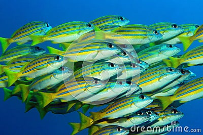 School of Blue-lined Snappers Stock Photo