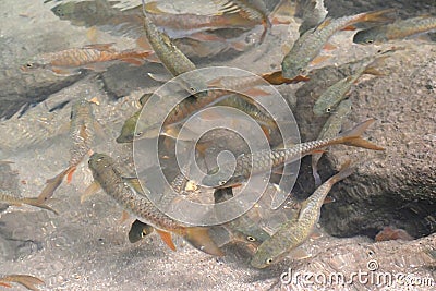 The school of brook carp, Neolissochilus stracheyi, in a crystal cleared rainforest waterfall cascade, Lampee Waterfall National Stock Photo