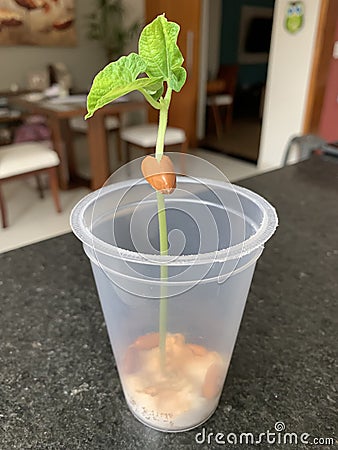 School experiment of a bean growing in a plastic cup with cotton. Germination Science. Stock Photo