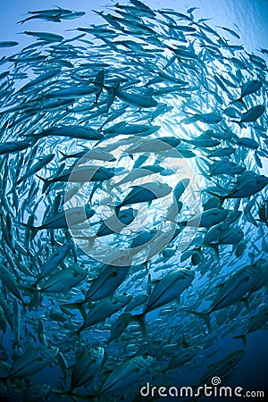 https://thumbs.dreamstime.com/x/school-fish-3018605.jpg