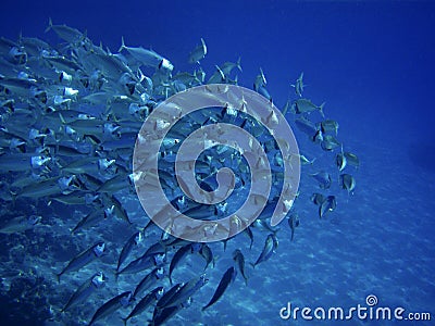 Sea ocean deep underwater fish school group life coral reef water background shoal under blue color scuba diver nature diving Stock Photo