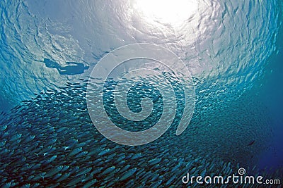 School of fish on Bonaire Editorial Stock Photo