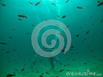A school of fish, with four scuba divers in the background Stock Photo