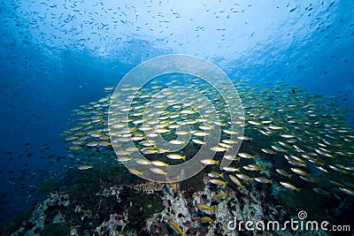 School of fish over a reef Stock Photo