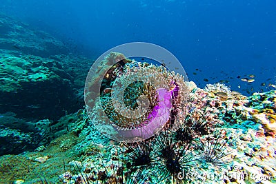 School of fish on the sea anemone Stock Photo