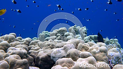 School of fish Sea goldie Pseudanthias squamipinnis and Bicolor Damselfish Chromis dimidiata swims over a coral reef in the backgr Stock Photo