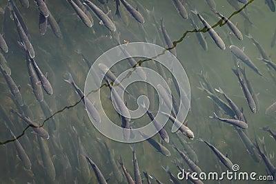 School of fish Squalius alburnoides in the Douro river in Porto Stock Photo