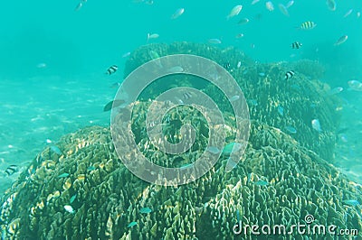 School of fish swimming near reef. Underwater shot. Marine life Stock Photo