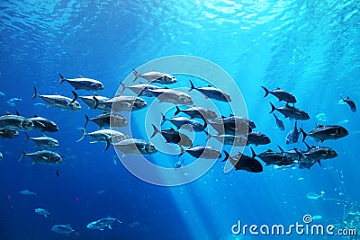 School of fish underwater at an aquarium Stock Photo