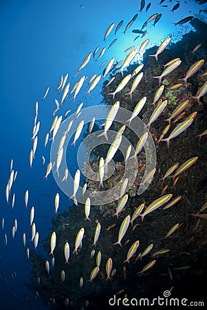 School of Goldband fusiliers cruising the reef. Stock Photo