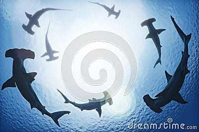 School of hammerhead sharks circling from above the ocean depths. Stock Photo
