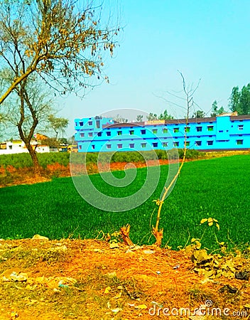 School of India and field picture and beautiful ground tree trees and wheat tree and students of school Stock Photo