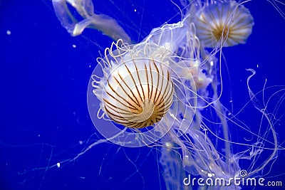 School of jellyfish in aquarium of Valencia Stock Photo