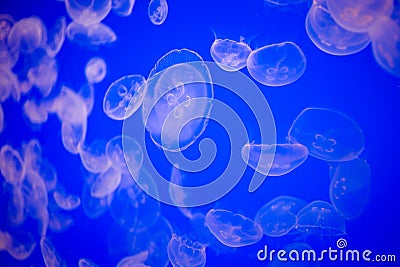 School of Jellyfish Stock Photo