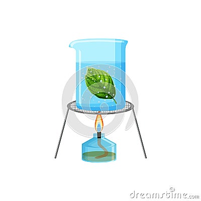 School laboratory experiment of boiling green leaf in water. Starch or photosynthesis test. Vector Illustration