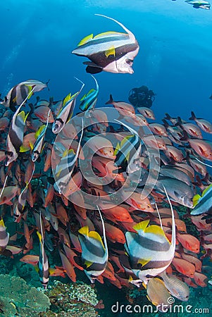 A school of longfin bannerfish swimming alongside red snappers along a coral reef Stock Photo