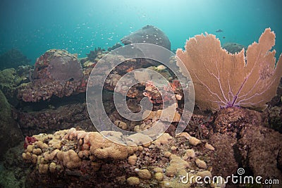 Coral in the ocean in South East Florida Stock Photo
