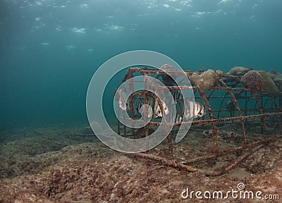 A school of Atlantic Spadefish under a pier in Florida. Stock Photo