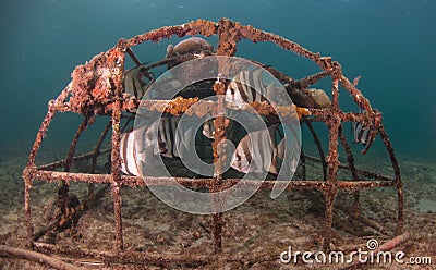 A school of Atlantic Spadefish under a pier in Florida. Stock Photo