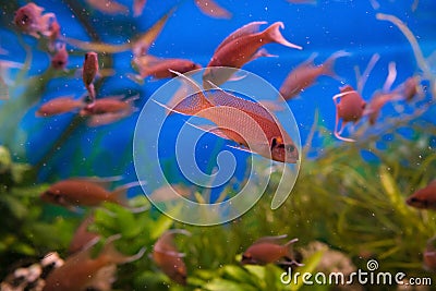 School of Lyretail cichlids swimming inside fishtank Stock Photo