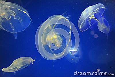 School of Moon Jellyfish Stock Photo