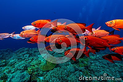 School of moontail bullseye fish swimming around the corals in the clear blue sea water Stock Photo
