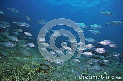 School of New Zealand trevally Stock Photo