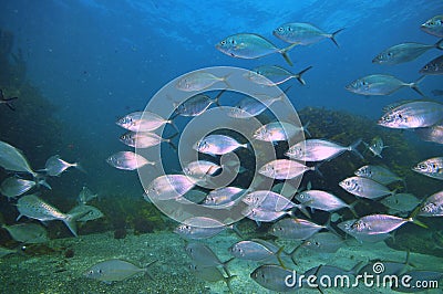 School of New Zealand trevally Stock Photo