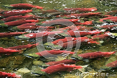 School of red saukeye salmon swimming upstream Stock Photo