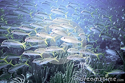 School`s Out & Now it`s Rush Hour for Goatfish Stock Photo