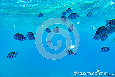 School of Scissortail Sergeant Fish. school of fish underwater Stock Photo