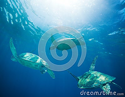 School of sea turtles migrating Stock Photo