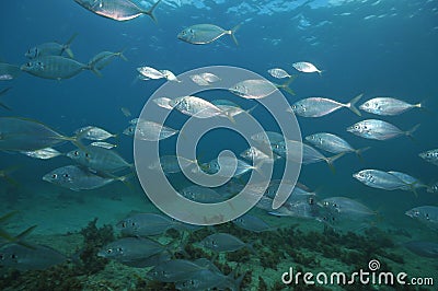 School of silver trevally Stock Photo